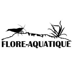 Betta splendens mâle Show HM Black Orchid 4-4,5 cm