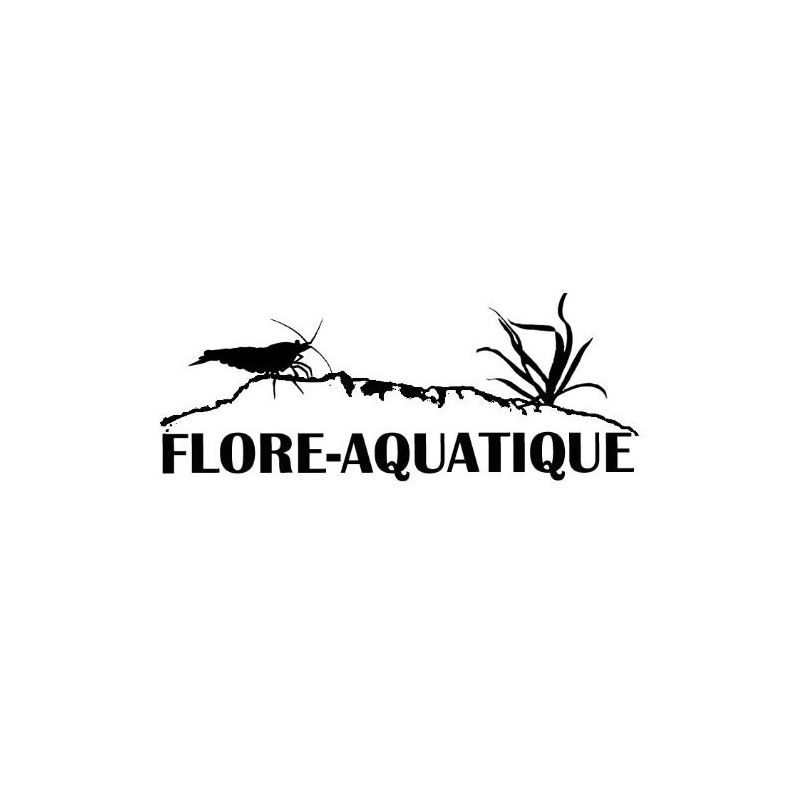 Betta splendens mâle Show HM Marble Dragon 4-4,5 cm