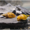 Lymnaea stagnalis - Grande Limnée S