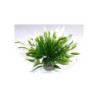 AQUATIC LEAVES H:12cm SCALARE
