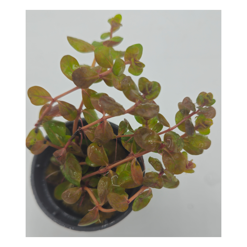 Rotala yao-Yai Rotala yao-Yai