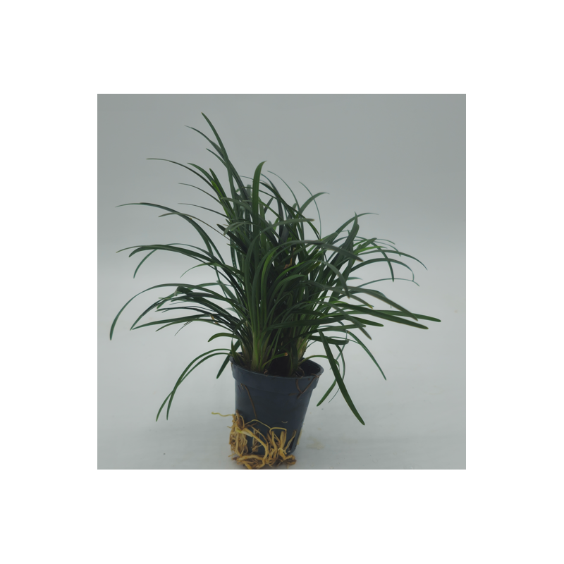 Ophiopogon kyoto Ophiopogon kyoto