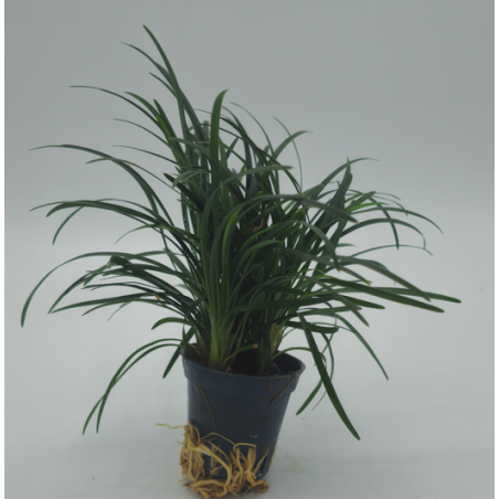Ophiopogon kyoto