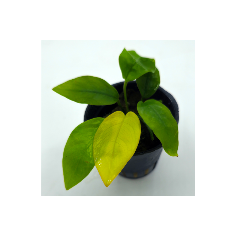 Anubias nana Yellow Heard