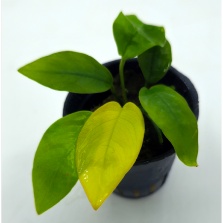 Anubias nana Yellow Heard