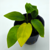 Anubias nana Yellow Heard
