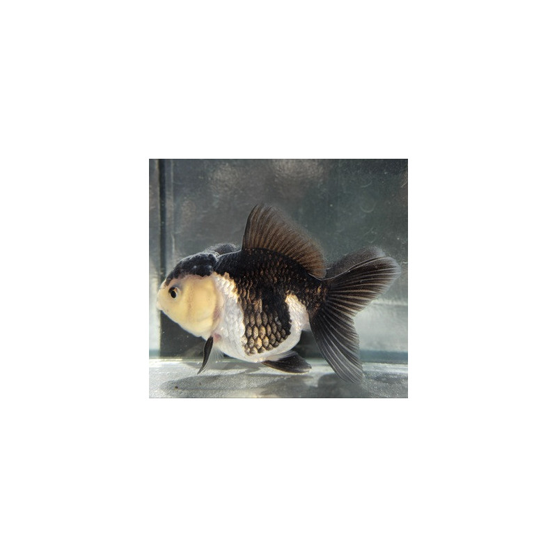 Carassius auratus voile (Oranda Yellow Head Panda Grade A) 6-6,5 cm