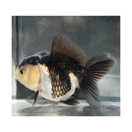Carassius auratus voile (Oranda Yellow Head Panda Grade A) 6-6,5 cm