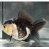 Carassius auratus voile (Oranda Yellow Head Panda Grade A) 6-6,5 cm