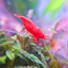 Crevette Sakura Red – Neocaridina heteropoda rouge vif pour aquarium