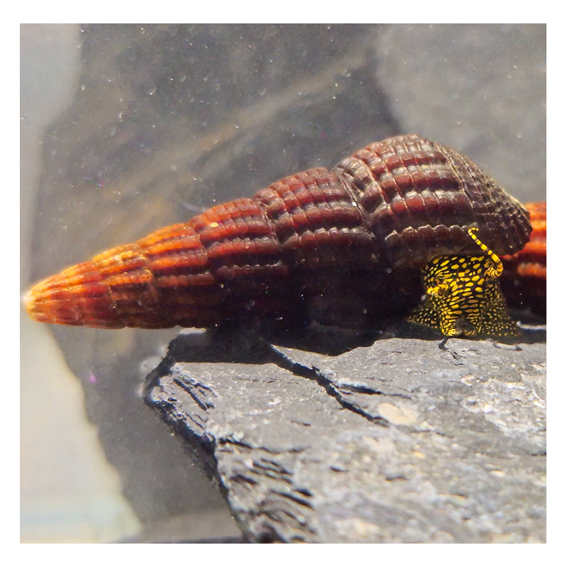 Tylomelania Yellow Spot Tylomelania Yellow Spot