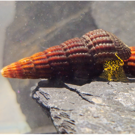 Tylomelania Yellow Spot