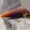 Tylomelania Yellow Spot