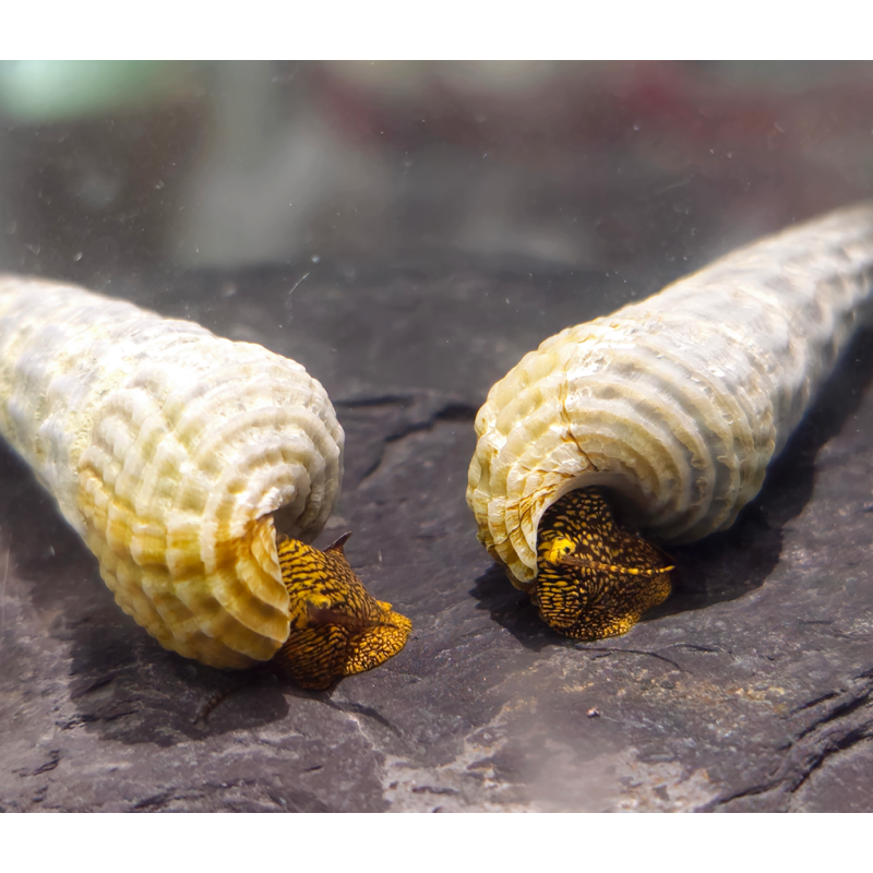 Tylomelania marwotoae (Tylomelania Himalaya) Tylomelania marwotoae (Tylomelania Himalaya)