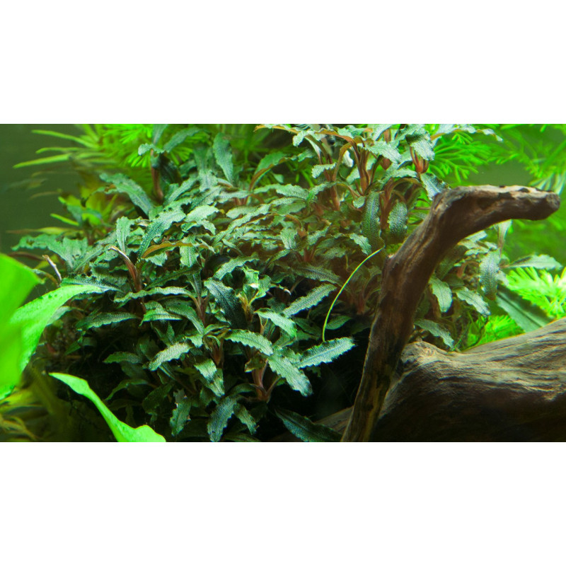 Bucephalandra "mini red" Bucephalandra "mini red"