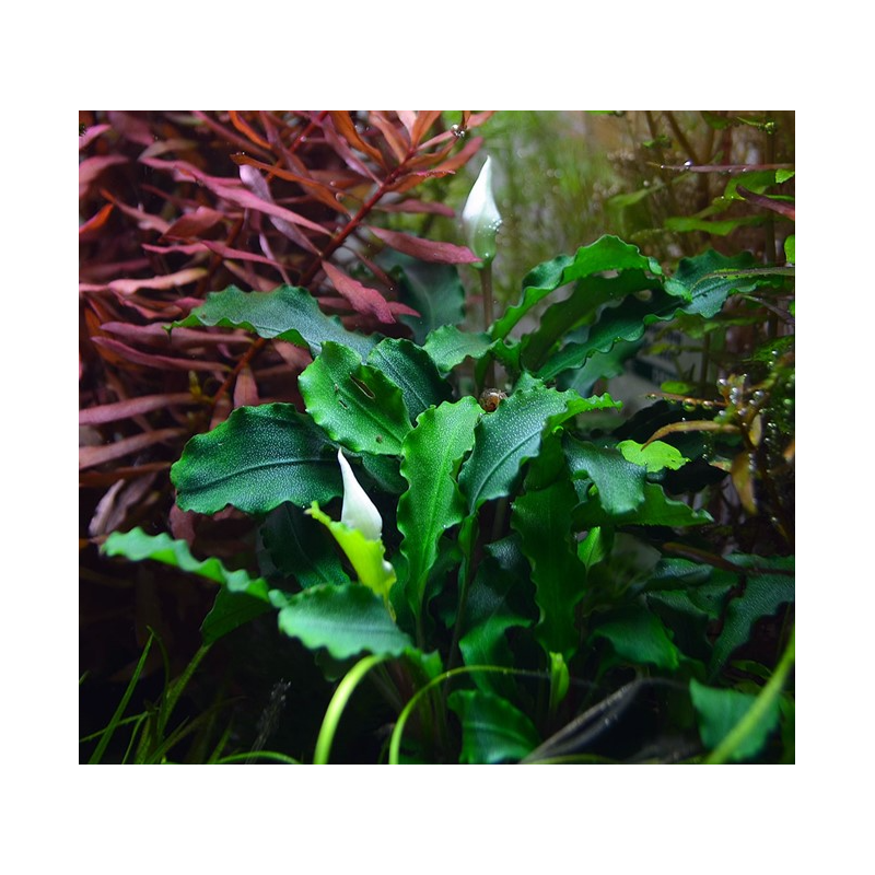 Bucephalandra "wavy green"