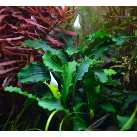 Bucephalandra "wavy green"