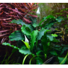 Bucephalandra "wavy green"