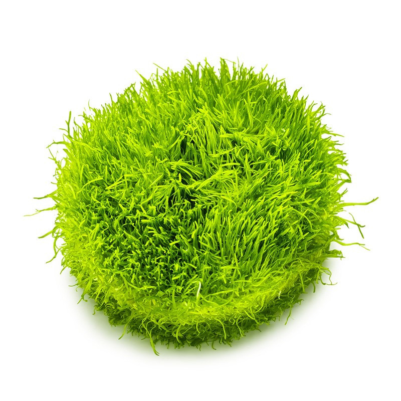 Utricularia graminifolia – Plante gazonnante originale pour aquarium