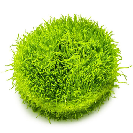 Utricularia graminifolia – Plante gazonnante originale pour aquarium