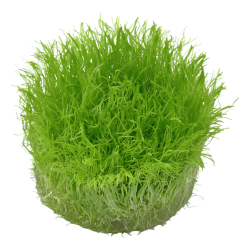 Utricularia graminifolia – Plante gazonnante originale pour aquarium