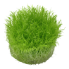 Utricularia graminifolia – Plante gazonnante originale pour aquarium