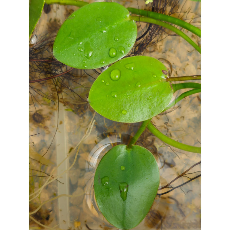 Hydrocleys nymphoides – Plante flottante exotique pour aquarium Hydrocleys nymphoides – Plante flottante exotique pour aquarium