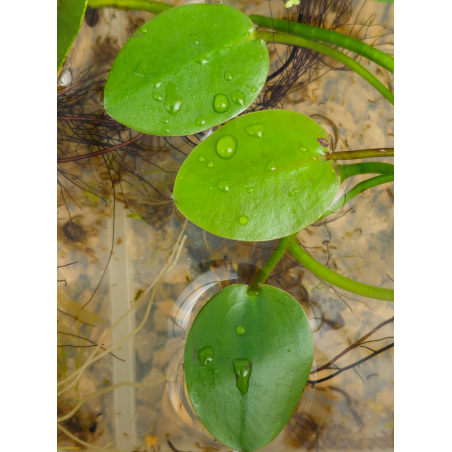 Hydrocleys nymphoides – Plante flottante exotique pour aquarium