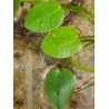 Hydrocleys nymphoides – Plante flottante exotique pour aquarium