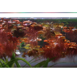 Phyllanthus fluitans – Plante flottante rouge pour aquarium