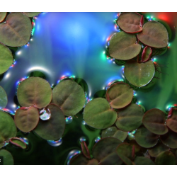 Phyllanthus fluitans – Plante flottante rouge pour aquarium