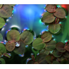 Phyllanthus fluitans – Plante flottante rouge pour aquarium