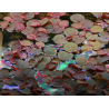 Phyllanthus fluitans – Plante flottante rouge pour aquarium