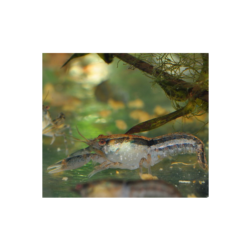 Cambarellus texanus - (Écrevisse Naine du Texas)