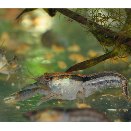 Cambarellus texanus - (Écrevisse Naine du Texas)