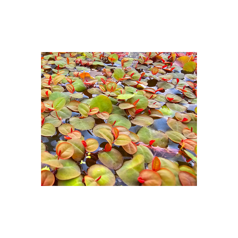 Phyllanthus fluitans – Plante flottante rouge pour aquarium Phyllanthus fluitans – Plante flottante rouge pour aquarium