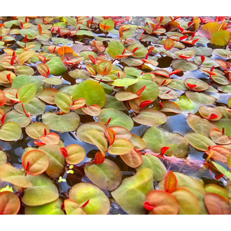 Phyllanthus fluitans – Plante flottante rouge pour aquarium
