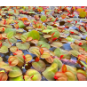 Phyllanthus fluitans – Plante flottante rouge pour aquarium