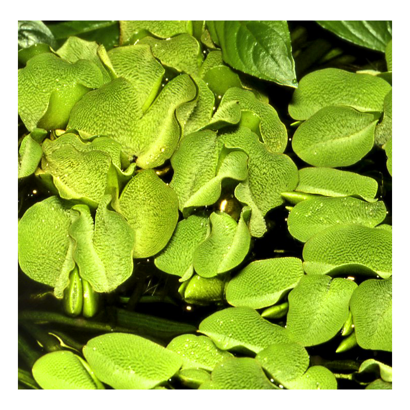 Salvinia minima Salvinia minima