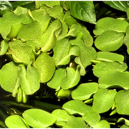 Salvinia minima