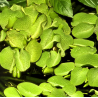 Salvinia minima