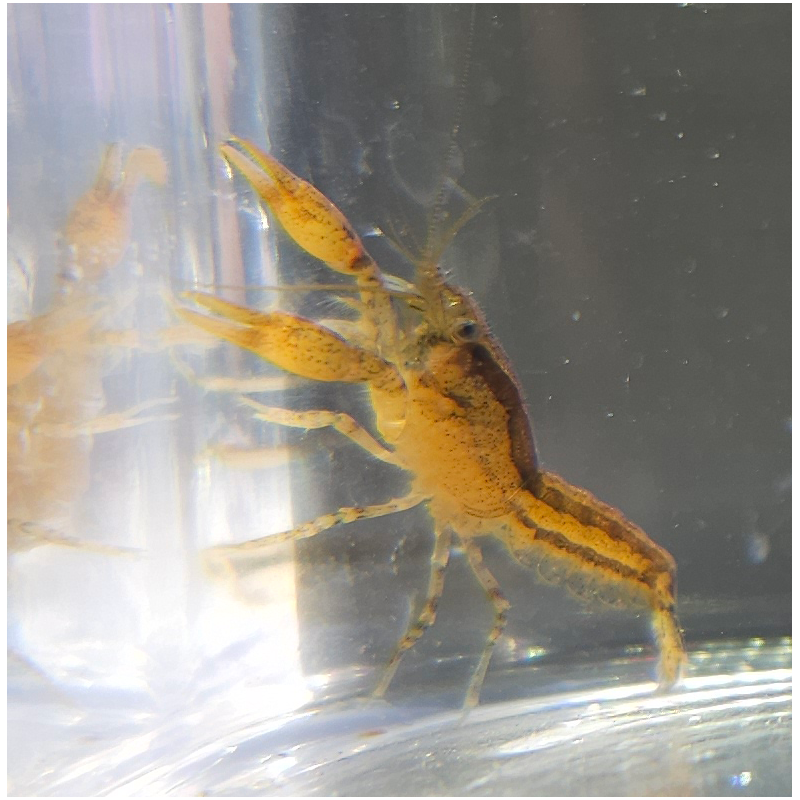 Cambarellus schmitti (Écrevisse naine de Floride)