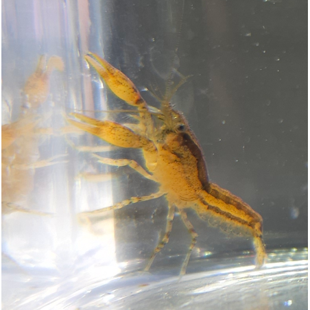 Cambarellus schmitti (Écrevisse naine de Floride)