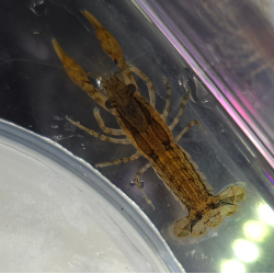 Cambarellus schmitti (Écrevisse naine de Floride)