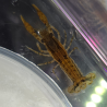 Cambarellus schmitti (Écrevisse naine de Floride)