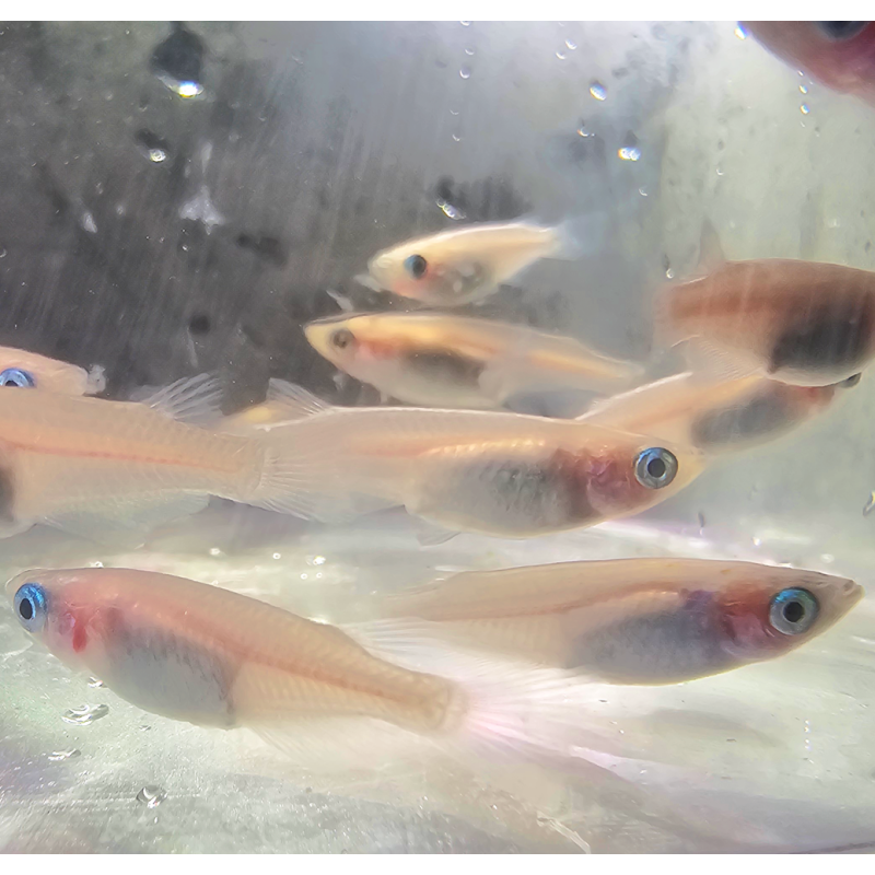 Oryzias latipes " Galaxy" ( Medaka Galaxy)