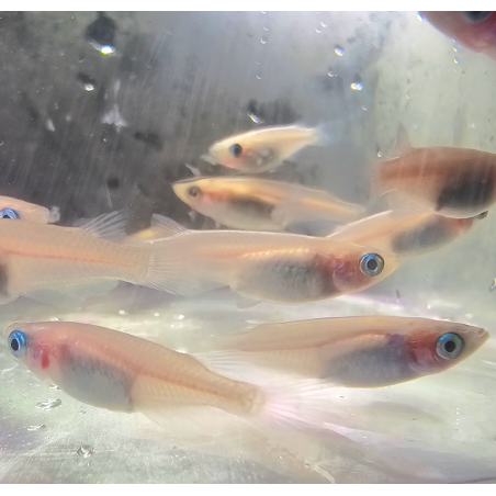 Oryzias latipes " Galaxy" ( Medaka Galaxy)