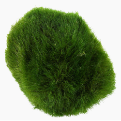 Chladoflora aegagropila XL – Boule de mousse naturelle pour aquarium