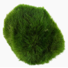 Chladoflora aegagropila XL – Boule de mousse naturelle pour aquarium