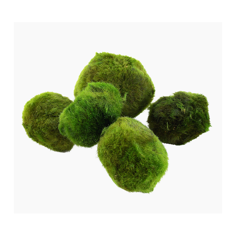 Chladoflora aegagropila XL – Boule de mousse naturelle pour aquarium Chladoflora aegagropila XL – Boule de mousse naturelle pour aquarium